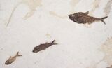 The Fish Trail, Huge Fossil Fish Plate - x #8407-3